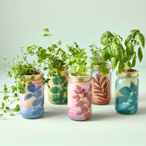 Herb Garden Jar: Cilantro