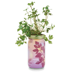 Herb Garden Jar: Rosemary