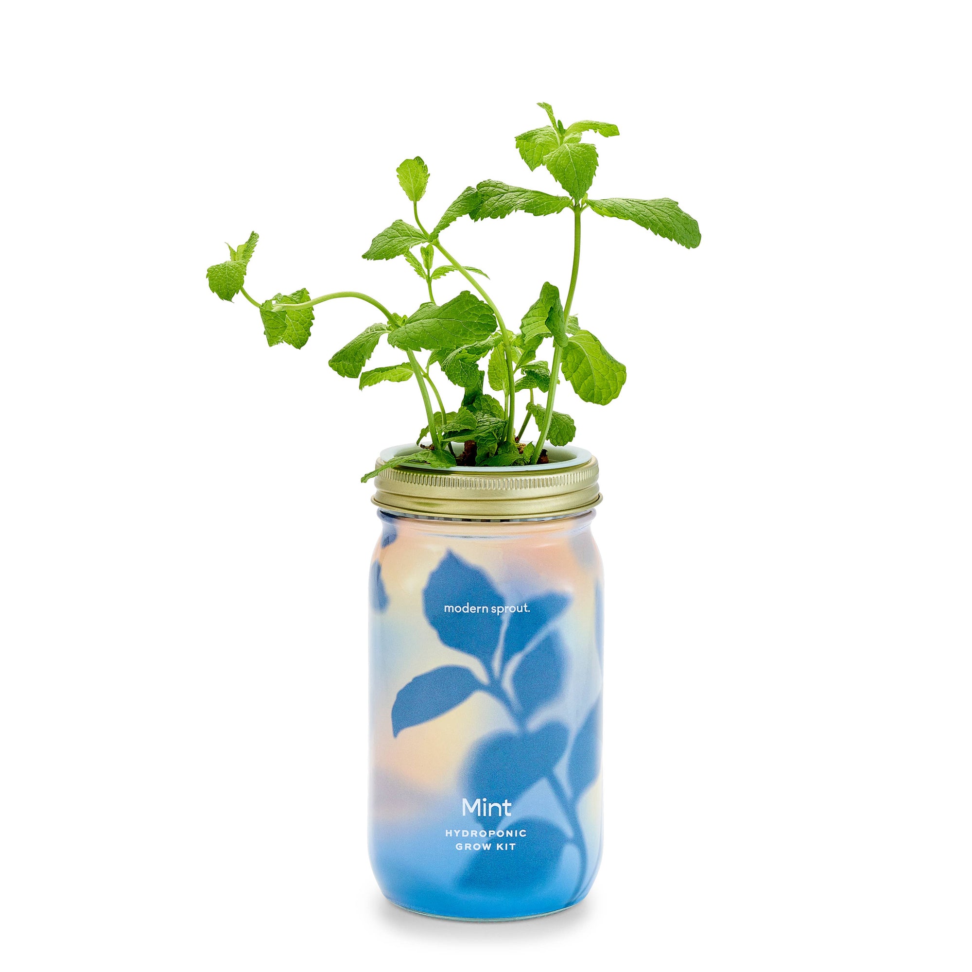 Herb Garden Jar: Mint