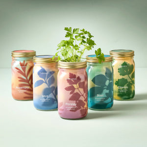 Herb Garden Jar: Cilantro