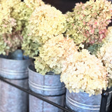 Dried Hydrangeas