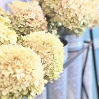 Dried Hydrangeas
