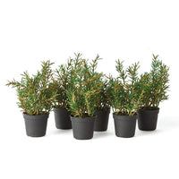Rosemary Drop-Ins paired with Antibes Small Pot