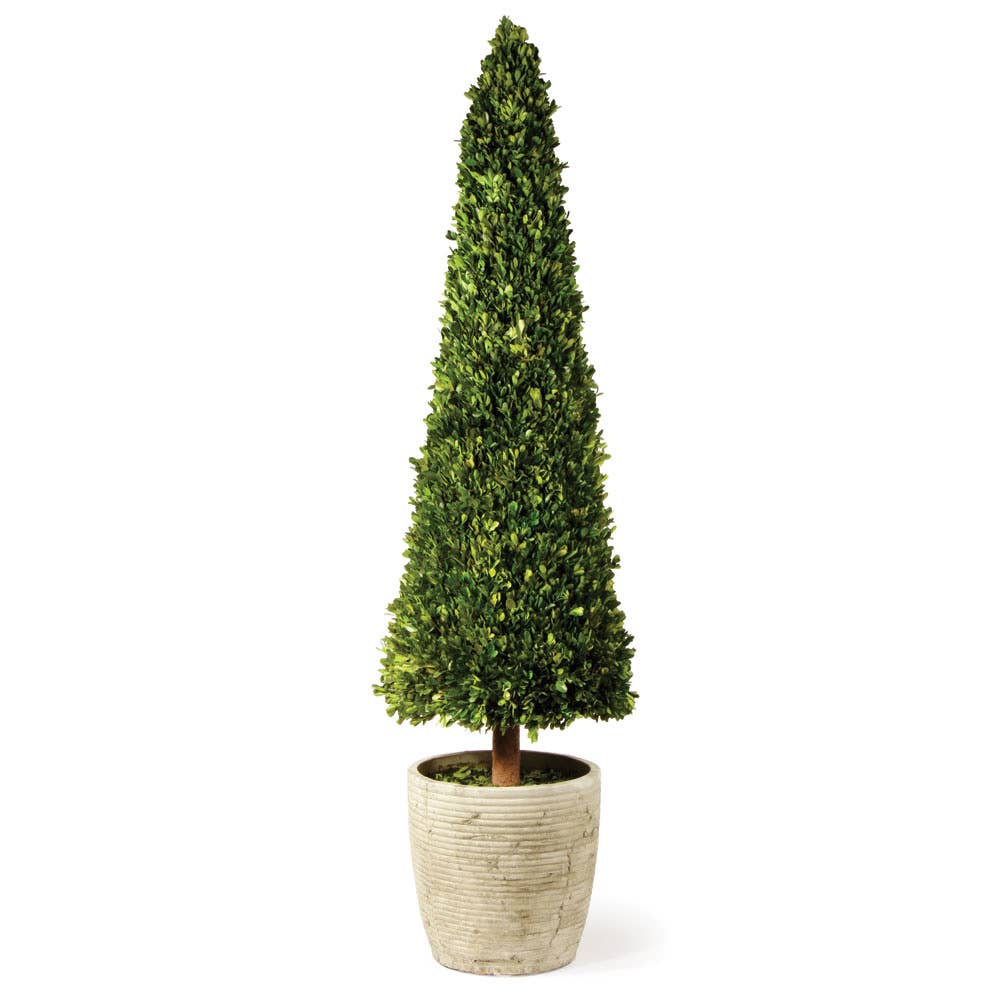 Preserved Boxwood Cone Topiary 58" Local Pick Up Only - Lemon & Lavender