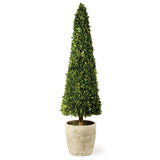 Preserved Boxwood Cone Topiary 58" Local Pick Up Only
