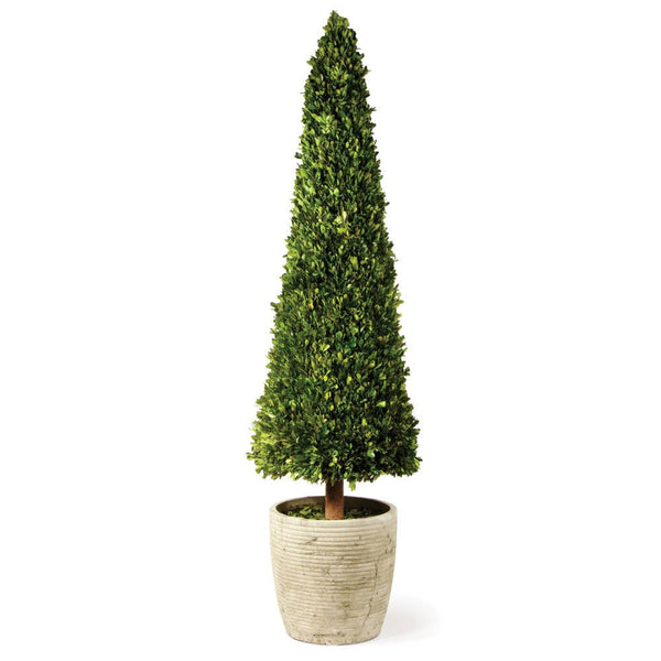 Preserved Boxwood Cone Topiary 58" Local Pick Up Only